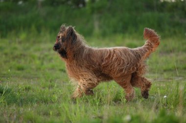 Berger de Brie Briard köpek yürüyüşte