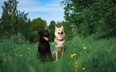 İki melez köpek güneşli yeşil çayırda oturan ve kameraya bakıyor. Orman ve bina arka plan
