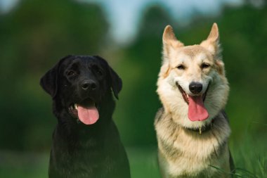 İki melez köpek güneşli yeşil çayırda oturan ve kameraya bakıyor. Orman ve bina arka plan