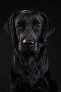 Siyah arka planda kameraya bakan sevimli siyah köpek