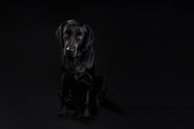 Siyah arka planda kameraya bakan sevimli siyah köpek