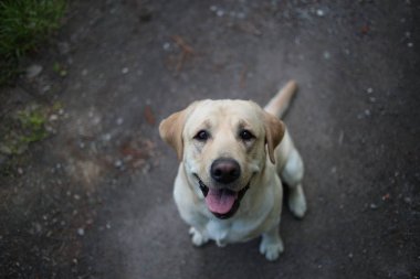 From above view at golden Labrador sitting in the spring park, natural light