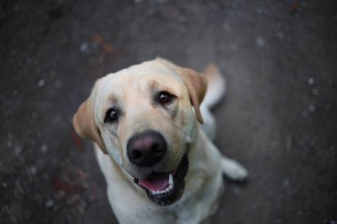 From above view at golden Labrador sitting in the spring park, natural light