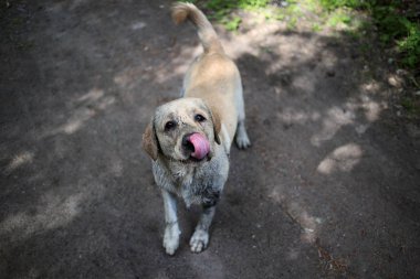 From above view at golden Labrador standing in the spring park, natural light