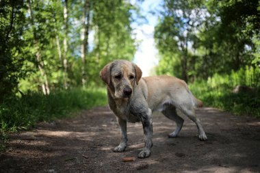 Doğal ışık bahar Park'ta yürüyordunuz altın Labrador