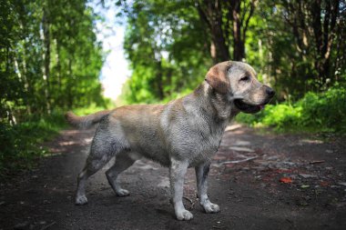 Doğal ışık bahar Park'ta yürüyordunuz altın Labrador