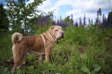 Portrait of a Shar pei breed dog on a walk in a park clipart