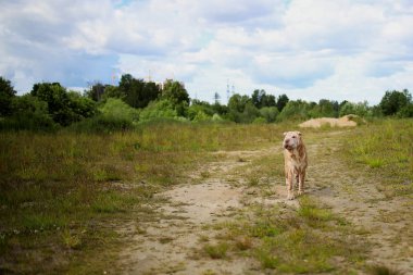 Bir parkta bir yürüyüş bir Shar pei cins köpek Portresi