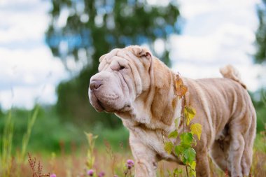 Bir parkta bir yürüyüş bir Shar pei cins köpek yan viewa