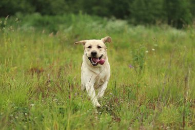 Altın Labrador bahar parkında yürüyüş, doğal ışık, bulutlu bir günde