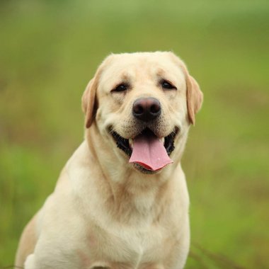 Doğal ışık bahar Park'ta yürüyordunuz altın Labrador