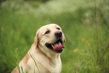 Doğal ışık bahar Park'ta yürüyordunuz altın Labrador