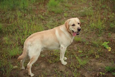 Golden Labrador'da bahar parkında yürüyen arka manzara, doğal ışık