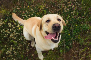 From above view at glden Labrador sitting in the summer park, natural light
