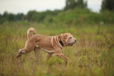 Bir parkta bir yürüyüş bir Shar pei cins köpek yan görünümü