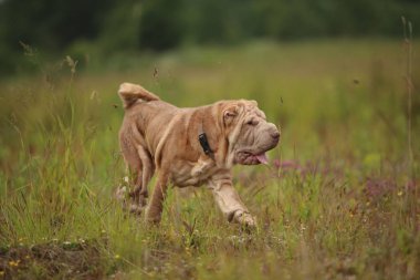 Bir parkta bir yürüyüş bir Shar pei cins köpek yan görünümü