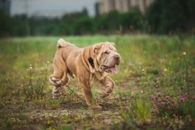 Bir parkta bir yürüyüş bir Shar pei cins köpek yan görünümü