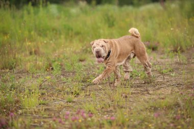 Bir parkta bir yürüyüş bir Shar pei cins köpek yan görünümü