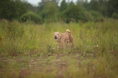 Bir parkta bir yürüyüş bir Shar pei cins köpek yan görünümü