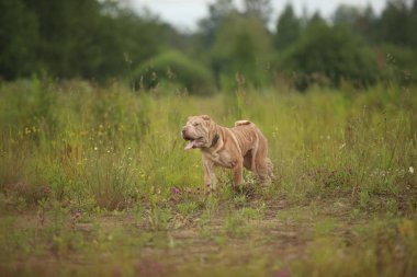 Bir parkta bir yürüyüş bir Shar pei cins köpek yan görünümü