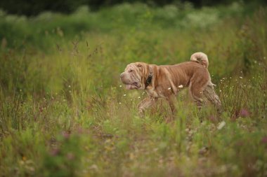 Bir parkta bir yürüyüş bir Shar pei cins köpek yan görünümü