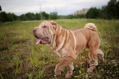 Bir parkta bir yürüyüş bir Shar pei cins köpek yan görünümü
