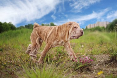 Bir parkta bir yürüyüş bir Shar pei cins köpek yan görünümü