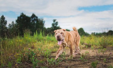 Bir parkta bir yürüyüş bir Shar pei cins köpek yan görünümü