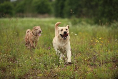 Yeşil çayırda iki çalışan köpek altın labrador ve Shar pei