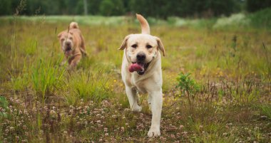 Altın Labrador bahar parkında yürüyüş, doğal ışık, bulutlu bir günde