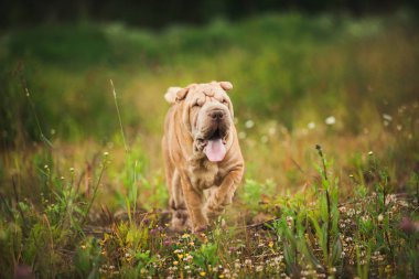 Bir parkta bir yürüyüş bir Shar pei cins köpek Portresi