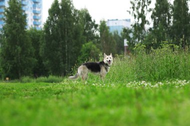 Husky köpek yeşil bir çayır üzerinde bir kenara bakarak yürüyüş arka görünümü. Yeşil ağaçlar ve çimen arka plan. Yağmur