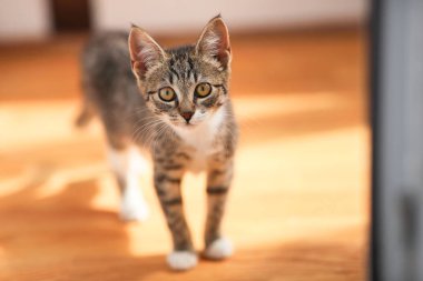 Gri ve beyaz Kedi zemin, beyaz duvar arka plan üzerinde bir baclony duruyor