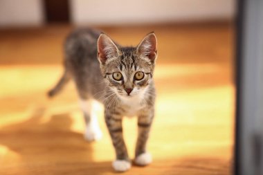 Gri ve beyaz Kedi zemin, beyaz duvar arka plan üzerinde bir baclony duruyor