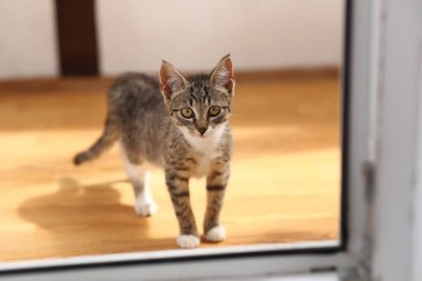 Gri ve beyaz Kedi zemin, beyaz duvar arka plan üzerinde bir baclony duruyor