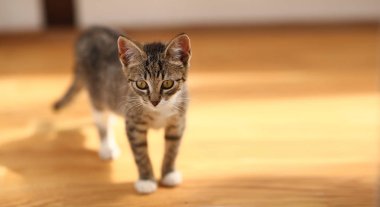 Gri ve beyaz Kedi zemin, beyaz duvar arka plan üzerinde bir baclony duruyor