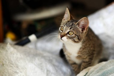 Gri ve beyaz Kedi zemin, beyaz duvar arka plan üzerinde bir baclony oturur