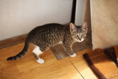 Gri ve beyaz Kedi zemin, beyaz duvar arka plan üzerinde bir baclony duruyor