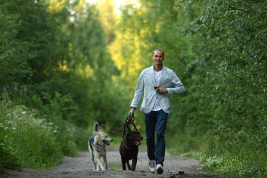 Güneşli bir çayırda yürüyen iki köpekli bir adam.