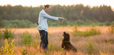 Güneşli bir çayırda yürüyen iki köpekli bir adam.
