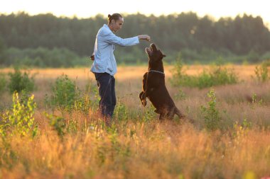 Güneşli bir çayırda yürüyen iki köpekli bir adam.