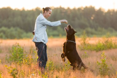Güneşli bir çayırda yürüyen iki köpekli bir adam.