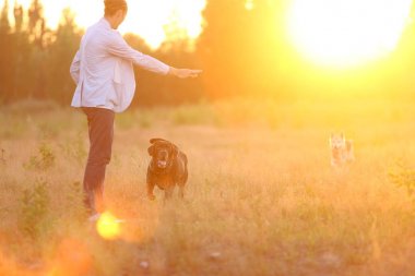 Güneşli bir çayırda yürüyen iki köpekli bir adam.