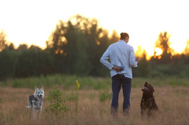 Güneşli bir çayırda yürüyen iki köpekli bir adam.
