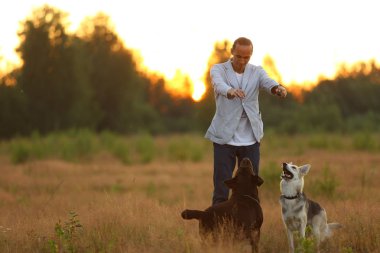 Güneşli bir çayırda yürüyen iki köpekli bir adam.