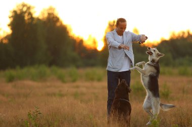 Güneşli bir çayırda yürüyen iki köpekli bir adam.