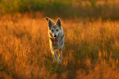 Yeşil bir çayırda yürüyen husky köpeğinin ön görünümü kameraya bakıyor. Sarı kırmızı çim enkazı ve ağaçlar arka plan.