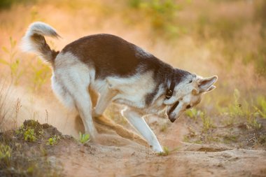 Çayırda yürüyen husky köpeğinin yan görünümü. Yeşil ağaçlar ve çim arka plan.