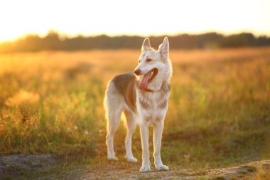 Yeşil bir çayırda yürüyen husky köpeğinin ön görünümü kameraya bakıyor. Yeşil ağaçlar ve çim arka plan.