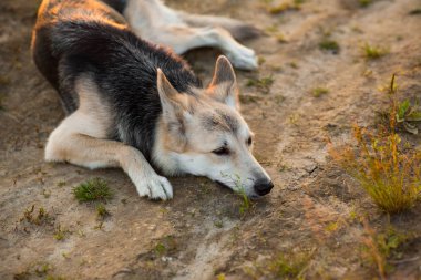 Yeşil bir çayırda yürüyen husky köpeğinin ön görünümü kameraya bakıyor. Yeşil ağaçlar ve çim arka plan.